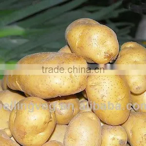 New Crop Fresh Potato From China thumbnail-1