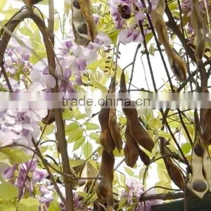Wisteria Tree Seeds Chinese Wisteria Sinensis Seeds Vine Purple Flowers Bonsai Seeds For Planting thumbnail-6