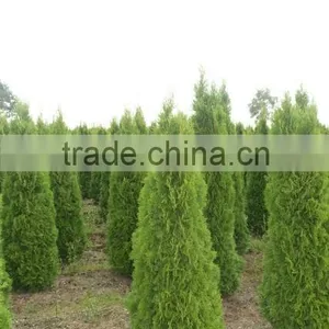 Thuja Occidentalis Plant thumbnail-1