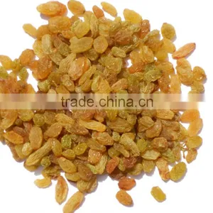 Round Natural Indian Raisine thumbnail-1