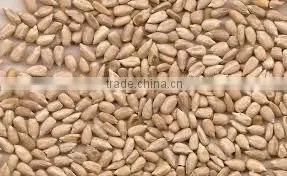 Confectionary Grade Organic Sunflower Seeds Kernels thumbnail-1