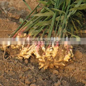 Fresh Ginger thumbnail-1