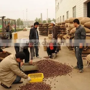 30-40 40-60 2015 Hot Sell Sweet Fresh Chestnuts thumbnail-4