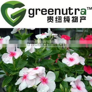 Vinca Minor Flower Extract thumbnail-1