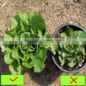 Humic Acid Type and Controlled Release Type Humic Acid Leonardite Extract thumbnail-2