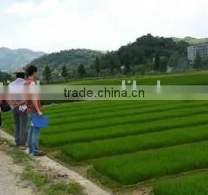 China Factory Price Promotion Personalized Rice Transplater Seeding Tray thumbnail-4