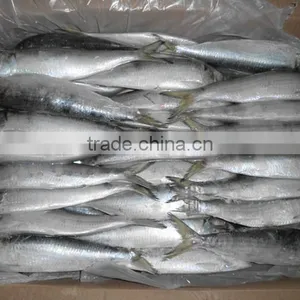 Good Quality for Bait Frozen Sardines thumbnail-3