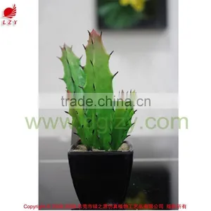 Eco-friendly High Quality Potted Succulent Plants Bonsai Cactus Mini Succulent thumbnail-2