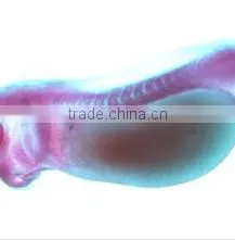 Embryo Slides , Frog Embryo Slides , Embryology Slides ,embryo Teaching Slides thumbnail-1