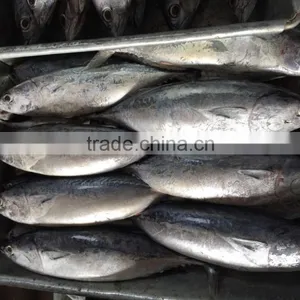 New Catching Seafrozen Bonito thumbnail-6
