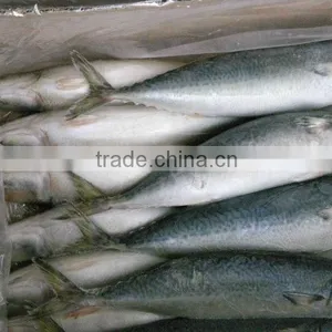 Big Size Frozen Mackerel Pacific Mackerel thumbnail-1