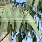 5ml High Quality Eucalyptus Oil thumbnail-1