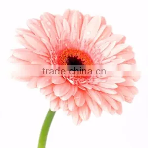 Fresh Good Quality Gerbera Cut Flower With Fresh Cut Flower thumbnail-1