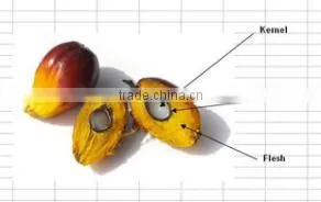 New Condition Professional Palm Oil Extraction Equipment, Palm Oil Extraction Machine Price thumbnail-1