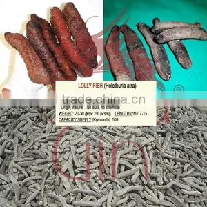 Dry Sea Cucumber Vietnam, Lolly Fish, Holothuria Atra thumbnail-1