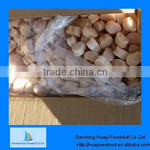 Comb Pen Shell Seafood thumbnail-1