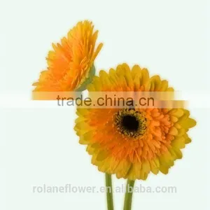 Export High Quality Foam Gerbera Flower Gerbera Flower Seeds With 70-80cm Long From Yunnan, China thumbnail-4