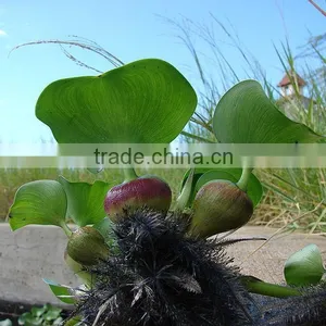 Multifunctional Crushing And Juice Screw Machine For Water Hyacinth Price In China thumbnail-6