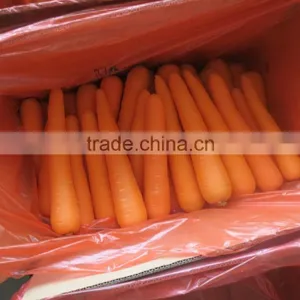 2016 New Corp Chinese Fersh Carrot thumbnail-1