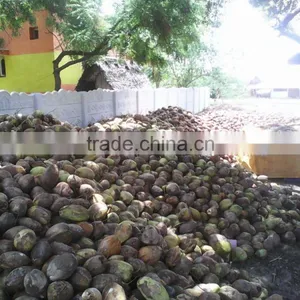 Husked Coconuts From Tuticorin Port thumbnail-5