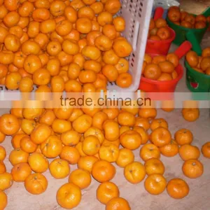 Sweet Mandarin Oarnge thumbnail-1