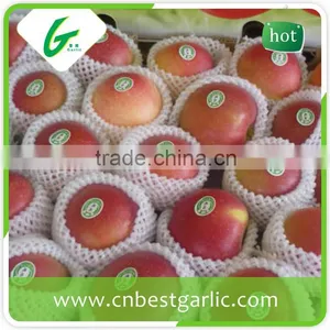New Crop Class 1 Fresh Royal Gala Apple thumbnail-3