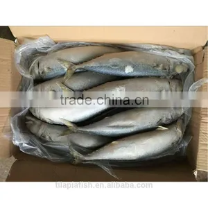 Atlantic Mackerel Whole Rund Scomber Scombrus thumbnail-1