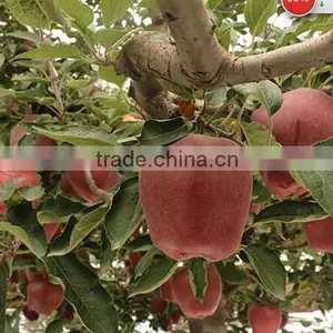 Huaniu Apple/Red Mature Huaniu Apple Factory thumbnail-3