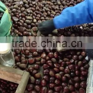 Fresh Chinese Chestnut thumbnail-5