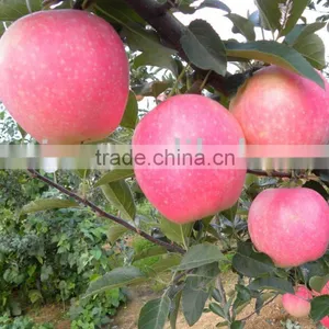 Fresh Apples thumbnail-1