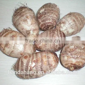 Certified GAP Chinese Frozen Taro & Eddo Root Plant thumbnail-4