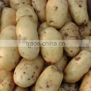 Fresh Bulk Potatoes for Sale 2016 Crop thumbnail-6