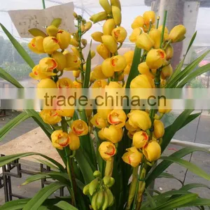 Cymbidium Seedlings thumbnail-1