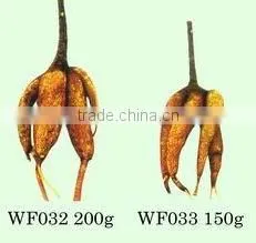 Ficus Microcarpa Nursery thumbnail-1