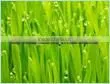 Palmarosa Oil ( Supplier / Manufacturer / Exporter ) thumbnail-3