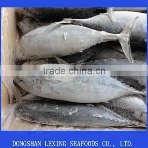 Frozen Whole Round Good Quality Cheap Bonito thumbnail-1