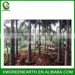Wodyetia Bifurcata - Foxtail Palm (4) thumbnail-1
