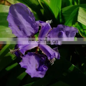 Orris Root Ratio Extract / Orris Root Extract thumbnail-2