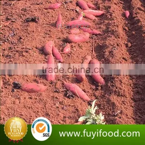 Sweet Potato Wholesale Purple Sweet Potato For Export thumbnail-1