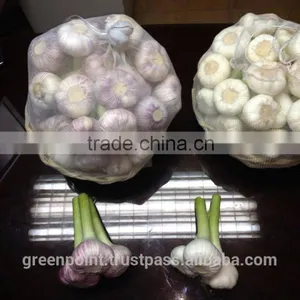 Garlic thumbnail-1