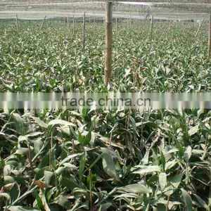 Vase Shape Lucky Bamboo Air Bonsai Tree Dracaena Sanderiana Indoor Ornamental Aquatic Water Plants Nursery Garden Decoration thumbnail-6
