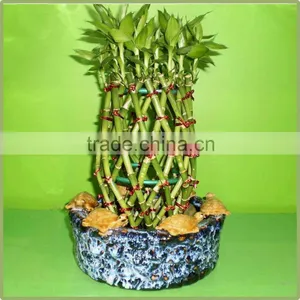 Pineapple Shape Cage Shape Lucky Bamboo Air Bonsai Tree Dracaena Sanderiana Indoor Aquatic Plants Nursery Garden Decoration thumbnail-2