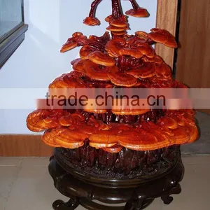 Reishi Mushroom Powder thumbnail-1