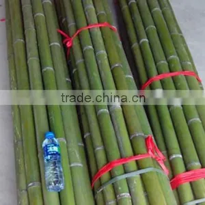 Bamboo Poles and Bamboo Bent Pole thumbnail-1