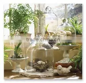 Wholesale Glass Bell Cloche and Glass Cloches as Glass Dome With Wooden Base thumbnail-1