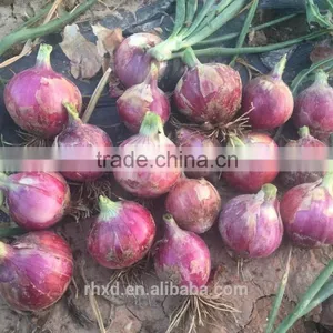 Many Types Red Onions From Onion Exporters China thumbnail-2
