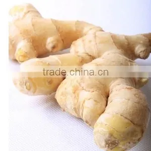 Wholesale Common Cultivation Type Fresh Ginger thumbnail-1
