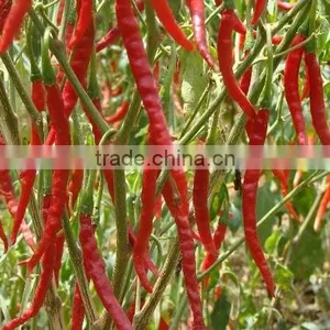 BEST QUALITY HOT RED CHILI FOR SUPPLY thumbnail-4