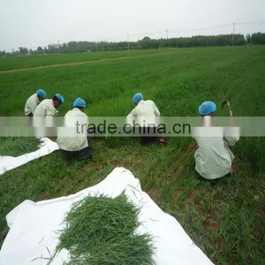 Health Drink Organic Wheat Grass Powder thumbnail-1