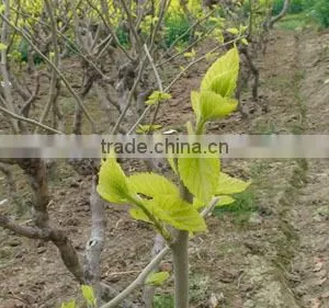 Morus Alba L Seedling thumbnail-2